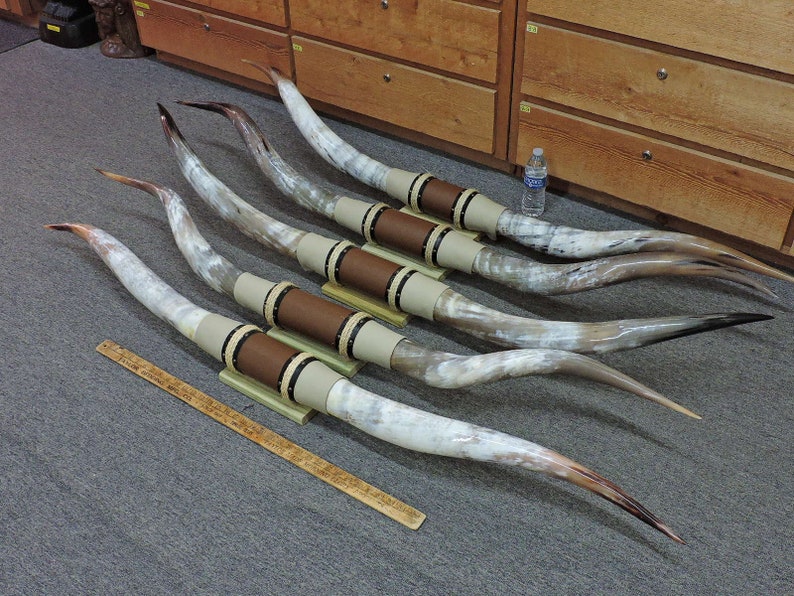 Steer Horns 5' 6 5'11 Tip to Tip 1 Set Etsy