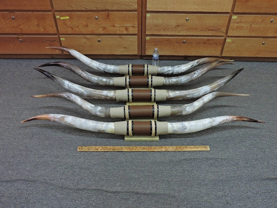 COW BULL HORNS 6# MOUNTED STEER HORNS 16/" to 20/" TIP TO TIP 1 SET