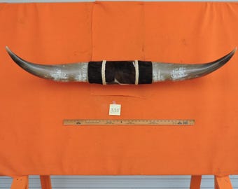 Steer horns #335 mounted LONGHORN Steer horns 4' 4" tip to tip 17 1/2"  Bases