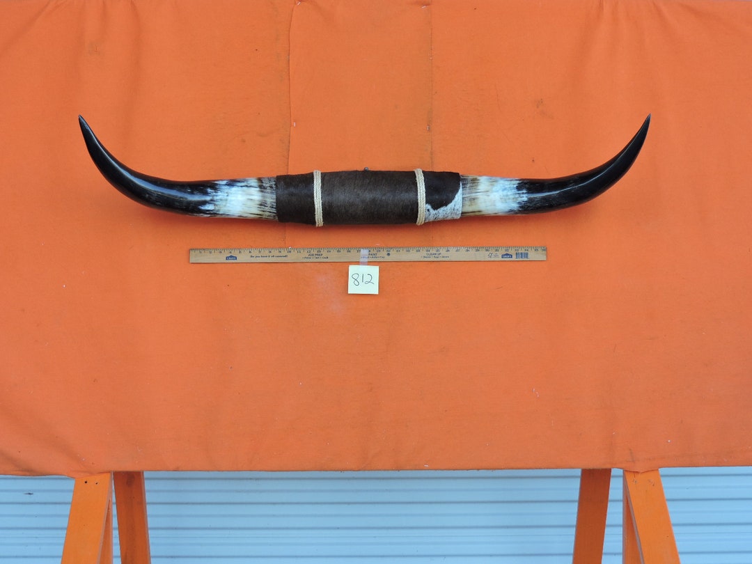 Steer Horns 812 Mounted LONGHORN Steer Horns 3'11 Etsy