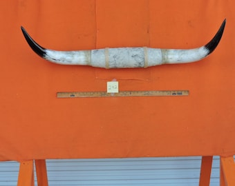 Steer horns #242 mounted LONGHORN Steer horns 4'1" tip to tip Bases 14"