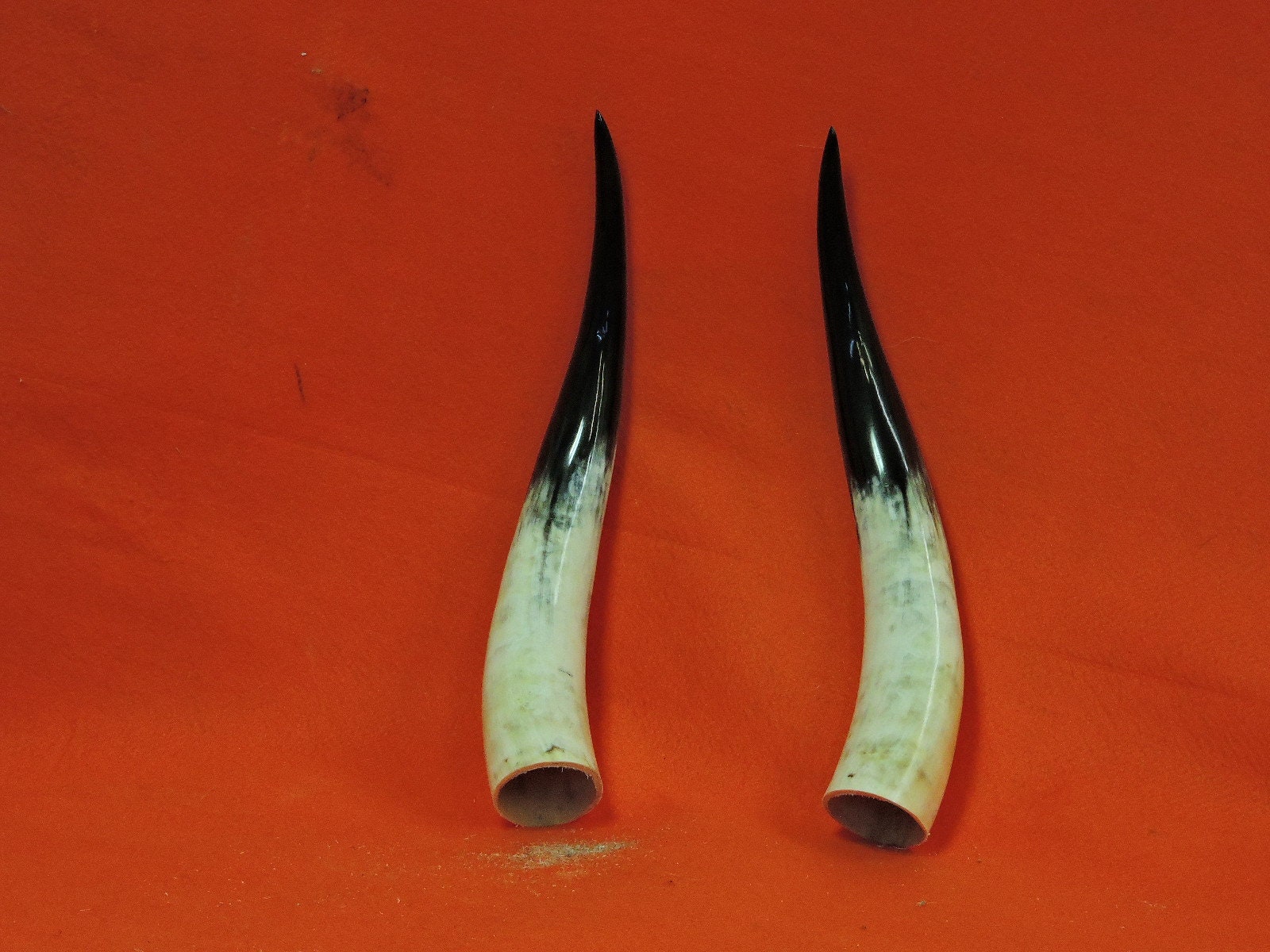 17 20 STEER Horns Mounted Cow Bull LONGHORN Etsy