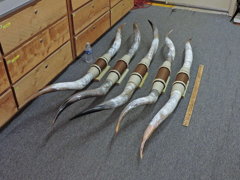 Steer Horns 5' 6 5'11 Tip to Tip 1 Set Etsy
