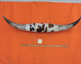Steer horns #333 mounted LONGHORN Steer horns 4' 3" tip to tip 18"  Bases