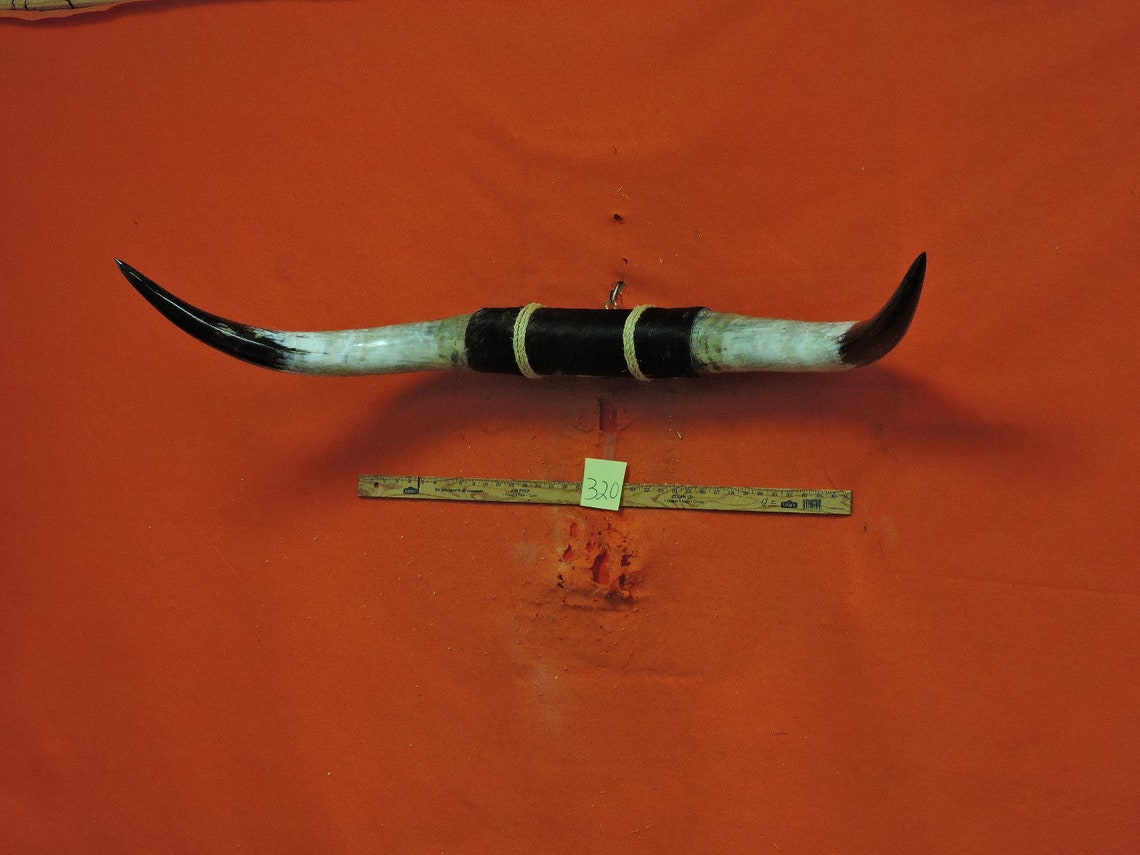 320 MOUNTED STEER horns 4 ft 6 in Longhorn Steer horns BULL Etsy