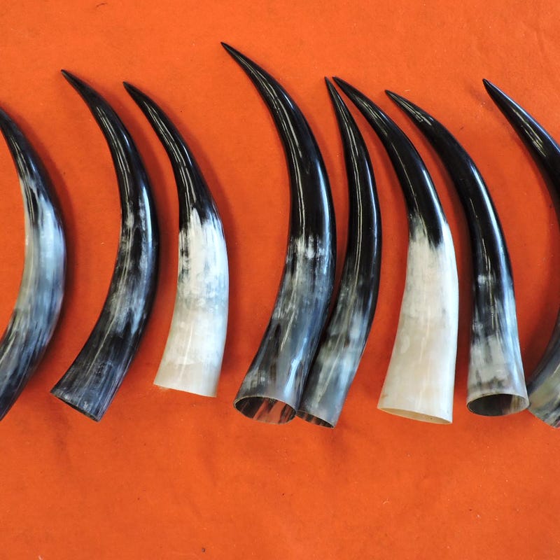 thumbnail image 2 of 10-15 Polished Steer Longhorn Cow Horns – Taxidermy, Pairs, USA Made 2 of 4