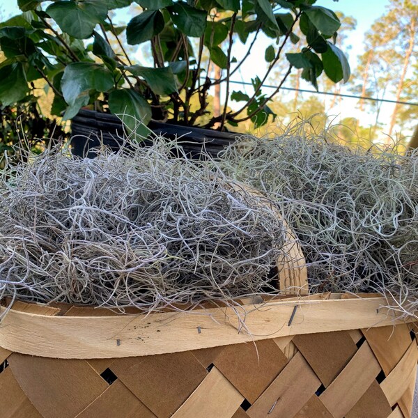 Spanish Moss Trees Etsy