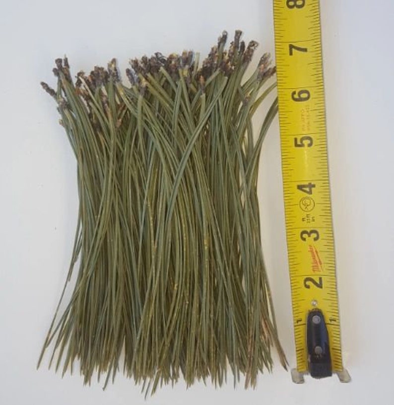 1 Lb Package Ponderosa Pine Needles leaves Etsy