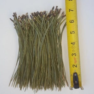 May include: A bundle of long, thin, green pine needles with brown tips. The needles are about 6 inches long and are arranged in a loose, fan-like shape. A yellow measuring tape is visible in the background.