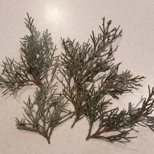 May include: Several sprigs of evergreen foliage with a blue-green hue, arranged on a light-colored surface. The branches have a delicate, textured appearance, with small, needle-like leaves. The overall composition suggests a natural, botanical theme.