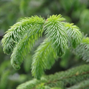 1 LB Package - Spruce Tips