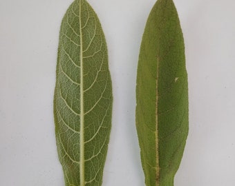 2oz Package - Fresh/Frozen Mullein Leaf
