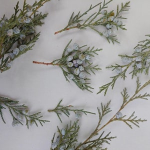 May include: Close-up of several sprigs of cedar with blue berries. The sprigs are arranged on a white background.