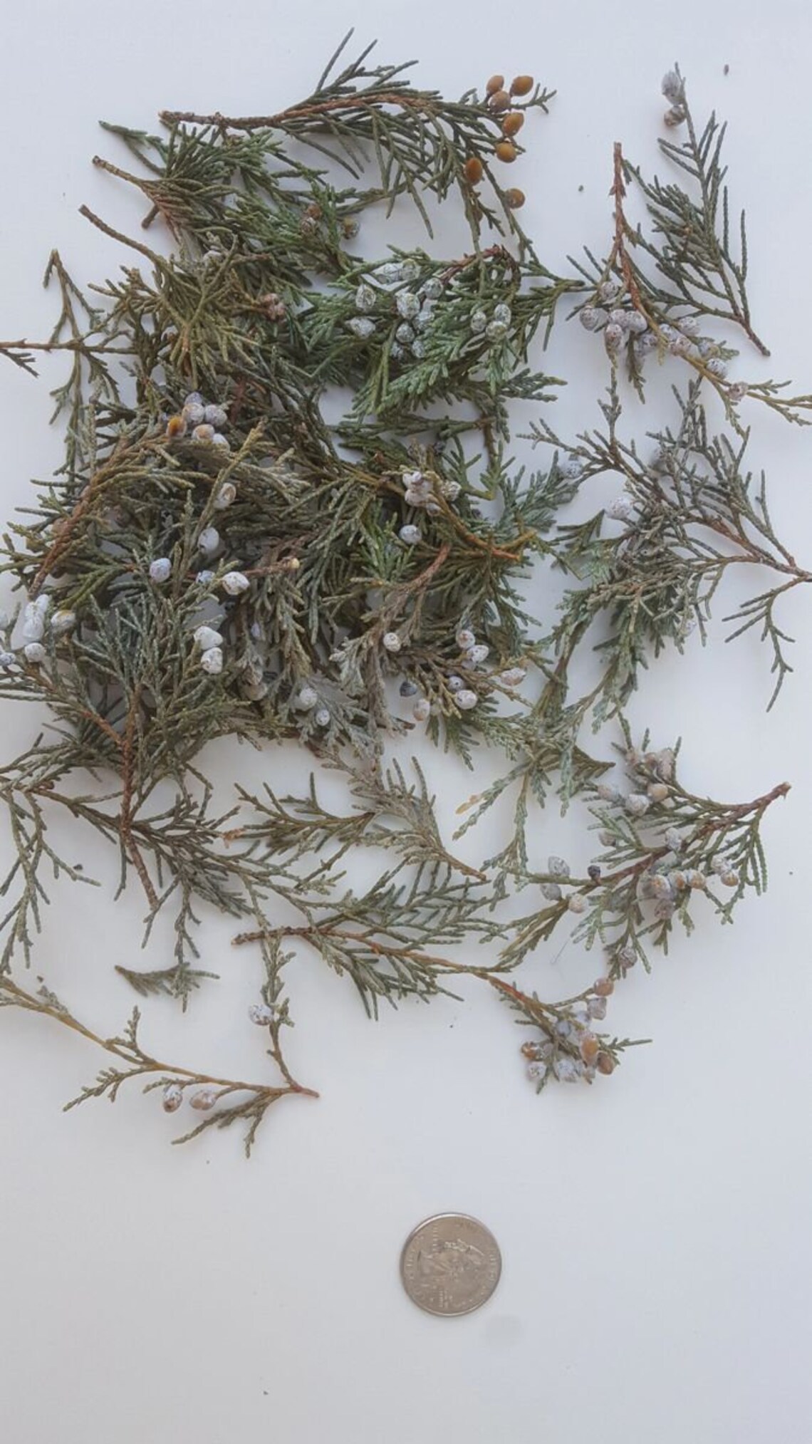 8 OZ Package Juniper Needles and Berries Etsy