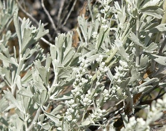 4oz Package - Wild Sage