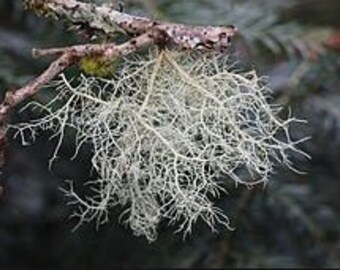 1/2 OZ Package - Usnea Lichen (Old Man's Beard)