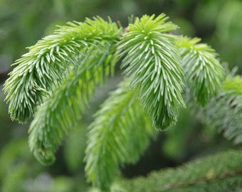 2 LB Package - Spruce Tips