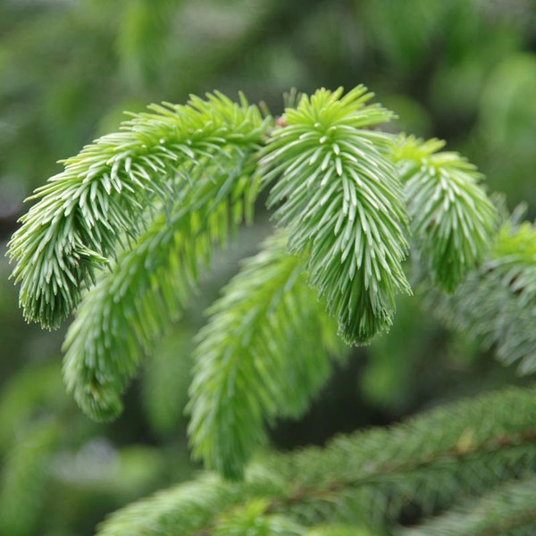2 LB Package - Spruce Tips