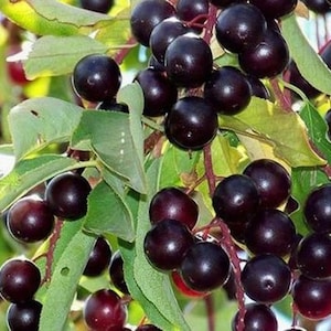 May include: Close-up of a cluster of dark purple berries, possibly chokecherries, hanging from a branch with green leaves. The berries are round and shiny, with a deep, rich color.