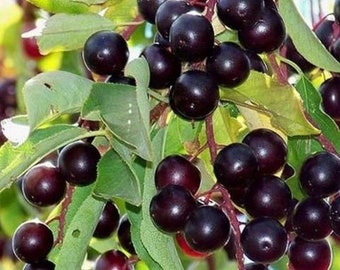 2 Lb Package - Chokecherries