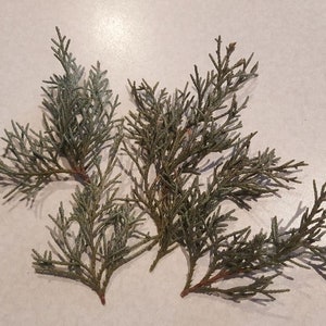 May include: Four sprigs of green cedar branches with small, delicate needles.