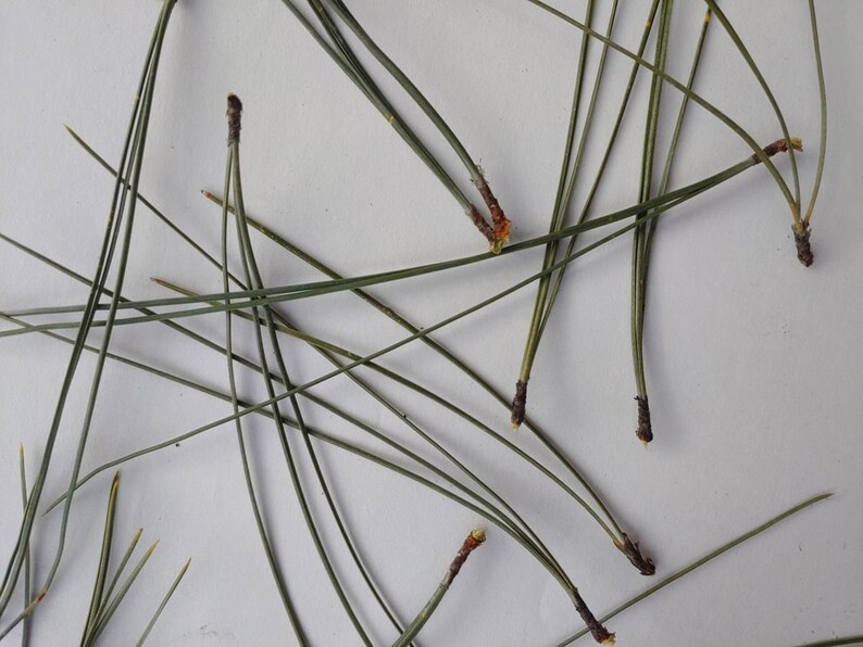 1 Lb Package Ponderosa Pine Needles leaves Etsy