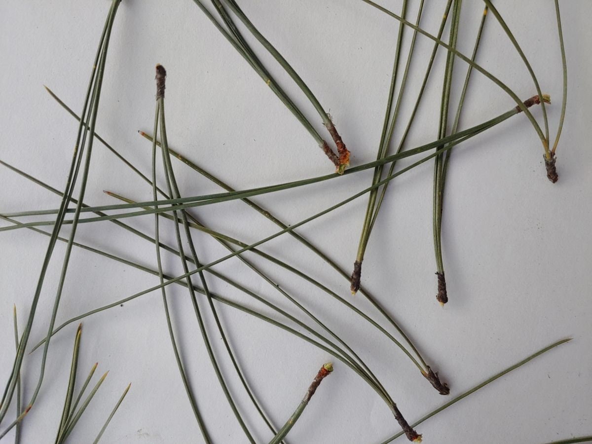 1 Lb Package Ponderosa Pine Needles leaves Etsy