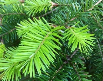 1 LB Package - Fir Tips