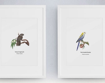 Tawny Frogmouth and Pale-headed Rosella. Australian birds. Farmhouse kitchen. A nursery set. Rustic art. Ornithology art. Digital wall art.