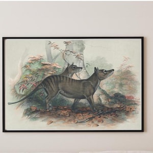 Decoración de tigre de Tasmania, tilacino. Ilustración de animales antigua. Decoración educativa. Lámina de historia natural. Lámina antigua de animales. Decoración de vida salvaje