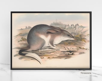 Impresión de Bilby: Ilustración vintage de un marsupial australiano (descarga digital)