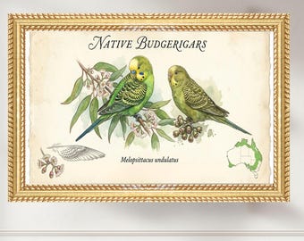 Native Budgerigar Botanical Print, Australian Wildlife Watercolor Illustration, Wild Budgie Art, Scientific Australian Bird Wall Art Poster