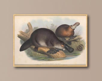 Lámina vintage de ornitorrinco: Ilustración de la fauna australiana (descarga digital)