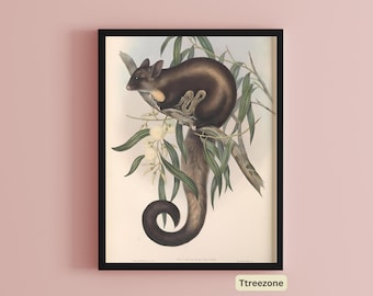 Impresión de ardilla voladora: Ilustración vintage de un animal australiano (descarga digital)