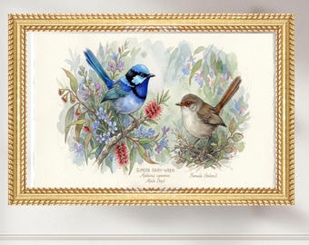 Australian Superb Fairy Wren Print, Blue Wren Botanical Art, Vintage Bird Poster, Native Wildlife Wall Decor, Cottagecore Nature Printable
