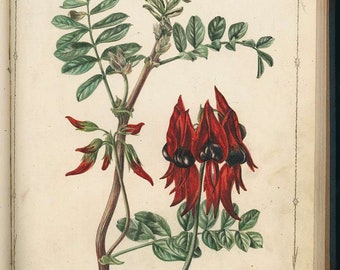 Australian wildflowers. Sturt's Desert Pea. Vintage flowers. Botanical sketch. Digital download. Floral lover. South Australian flower.
