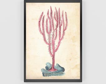 Vintage Purple Gorgonia Coral Print: Coastal Cottage Decor (Digital Download)