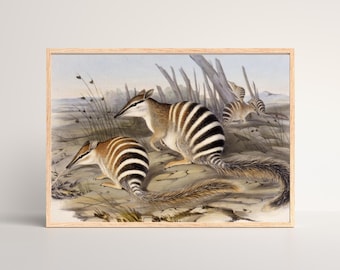Fauna australiana Numbat Ilustración animal Marsupial nativo vintage 1800 Historia natural australiana
