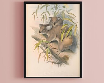 Impresión de koala y joey: ilustración vintage de animales australianos (descarga digital)