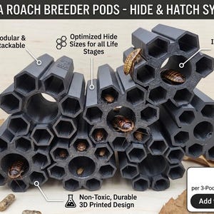 Dubia roach breeding pods