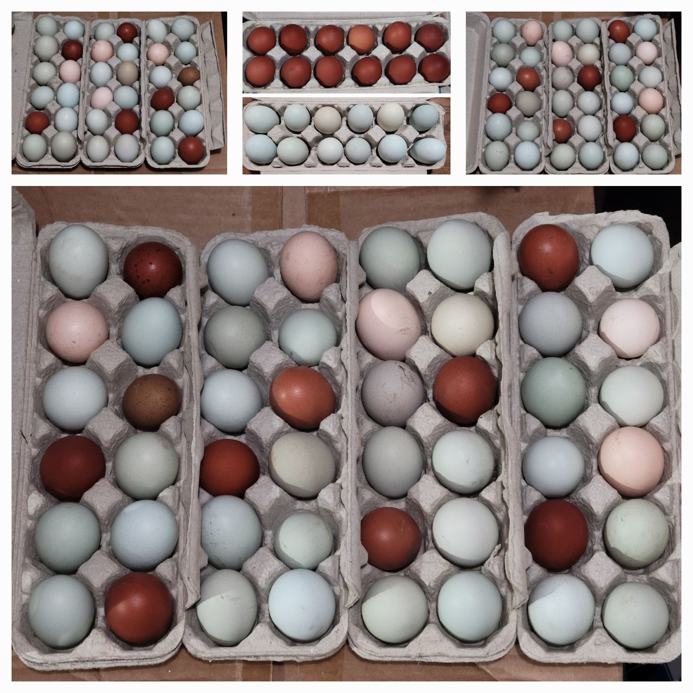 Cuckoo Maran Eggs