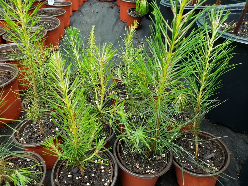 Pine tree Real tree for planting Ponderosa pines Pinus | Etsy