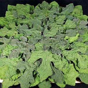 Real fig leaves Tea leaves Vitamins tea Organic Home grown Air freeze dried No chemicals or preservatives added Mother&#39;s day Birthday