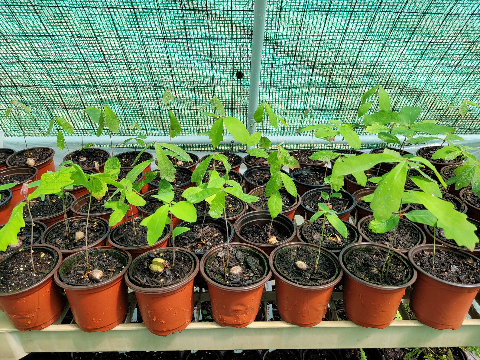 White oak seedlings White oak trees Organic Home grown from Etsy