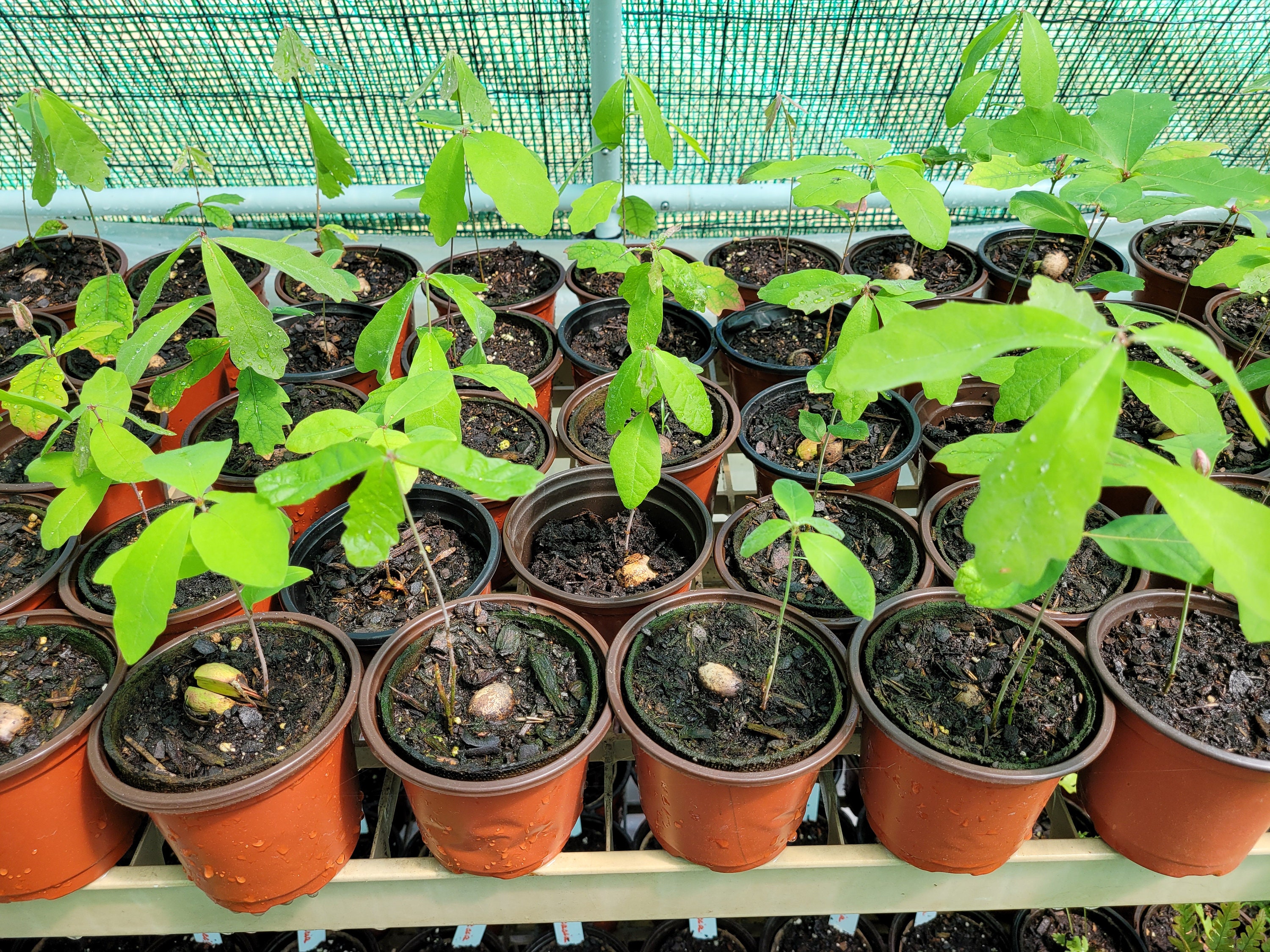 White oak seedlings White oak trees Organic Home grown from Etsy