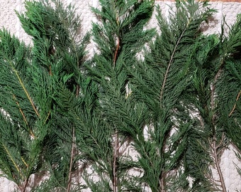 Ramas de ciprés recién cortadas. Guirnaldas rústicas para bodas, Acción de Gracias, Navidad y Año Nuevo. Decoración navideña para el hogar. Sin químicos ni conservantes.