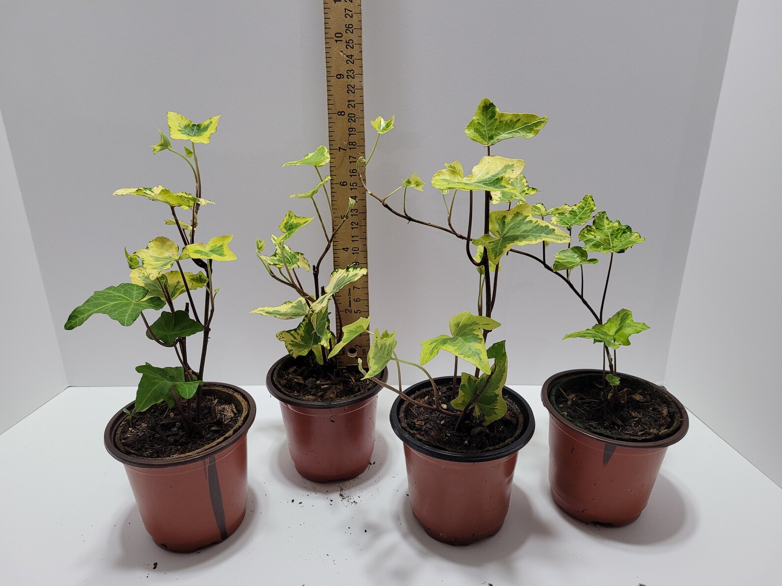 Ivy plants Organic ivy Home grown Mixed color leaves ivy Well Etsy