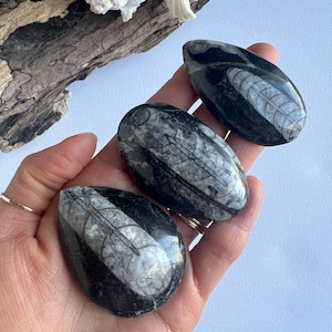 Orthoceras fossil, Orthoceras Crystal, Black Orthoceras