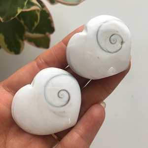 Operculum shell, Cat’s eye, Eye of Shiva, Pacific Cat’s Eye, Shiva Eye, Crystal Heart, Natural Shells, Heart Shells, Crystal Healing