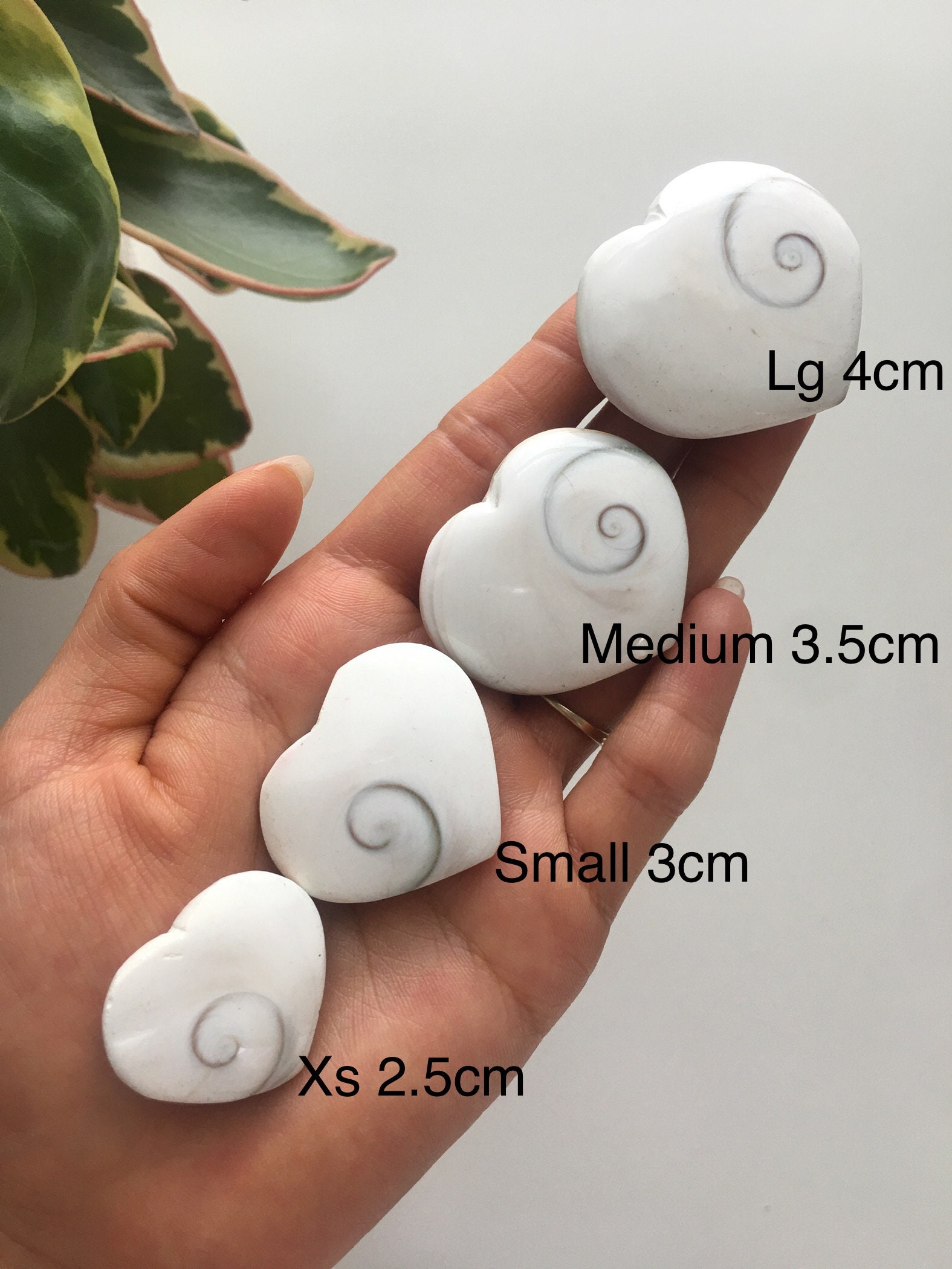 オペルキュラムシェル、キャッツアイ、シヴァの目、パシフィック